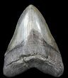 Huge, Megalodon Tooth - South Carolina #42235-1